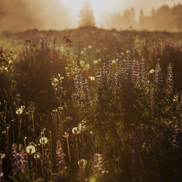 Organic September 2025: Why Organic Matters for Both Your Gut and Your Hair