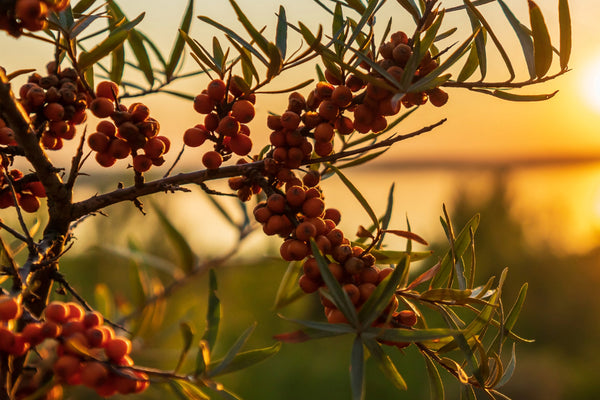 Sea Buckthorn: From Soil to Hair
