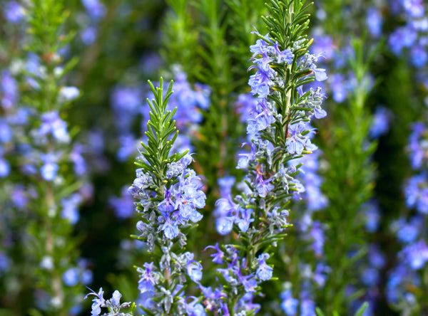 Rosemary Oil for Hair Growth & Scalp Conditions