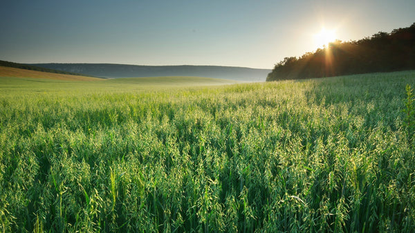 Genetic Technology (Precision Breeding): The New Law You Need to Know About
