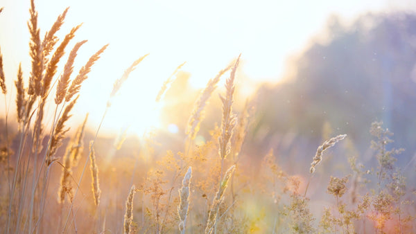 What Organic Really Means in Luxury Hair Care