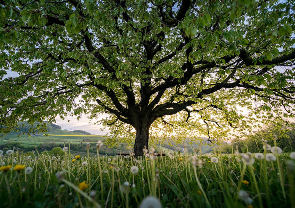 Why Organic Farming Saves More Than Just Your Hair: A Biodiversity Story